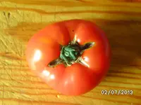Livingstone`s Large Rose.webp