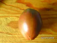 Purple Russian.webp