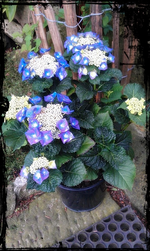 Hortensia.webp