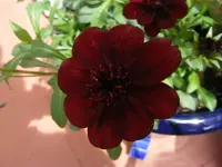 Schokoladencosmee.webp