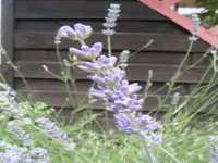 Testlavendel.webp