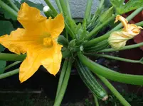 Zucchini3.webp