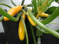 Zucchini4.webp
