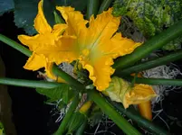 Zucchini6.webp