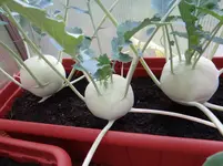Kohlrabis.webp