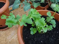 Melone.webp