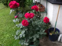 DSCF1427.webp