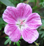 elke.webp