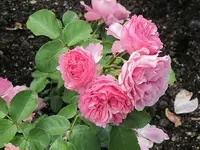 011.webp