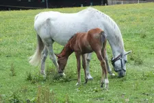 2013_0630Sommer0043.webp