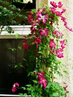 IMG_4547.webp