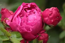 Ascot 130703.webp