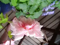 P6300005.webp