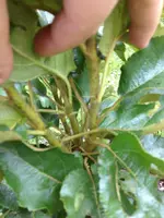 Apfel2.webp