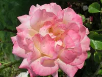 CIMG3893.webp