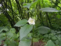 DSCN2911.webp