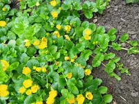 DSCN2913.webp