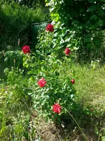 20130701_161924.webp