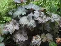 BILD2209.webp