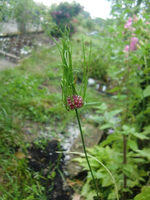 CIMG7004.webp