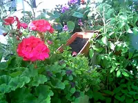 Blumen 2.webp