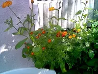 Blumen 1.webp