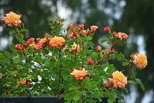Aloha so schön wie nie zuvor_1024.webp
