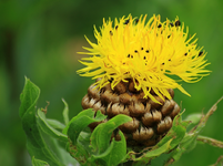große Flockenblume_1024.webp