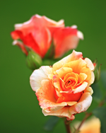 Caramellablüte1_600.webp