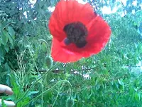 Mohn.webp