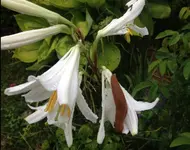 Madonnenlilie.webp