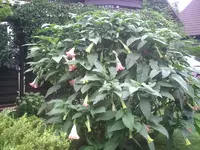 Trompete.test13.08.2011.webp