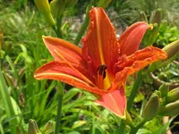fulva_1024x768.webp