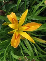 twiggy_576x768.webp