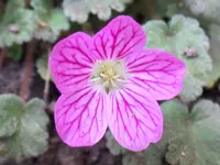 Reiherschnabel Roseum.webp
