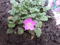 SAM_0355.webp