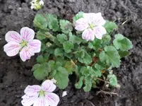 SAM_0354.webp