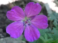 Himalaya Storchschnabel.webp