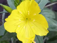 Nachtkerze.webp