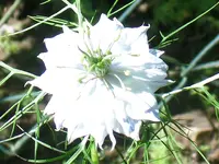 Jungfer im Grünen.webp