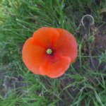 Wilder Mohn.jpg