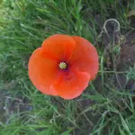 Wilder Mohn.webp