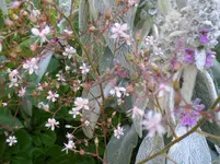 SAM_0162.webp