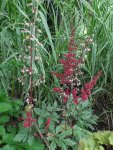 Astilbe u. Heuchera.jpg