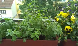 IMAG0909[1].webp
