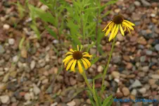 E. paradoxa.webp