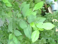 k-BILD0849.webp