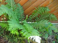 k-BILD0856.webp