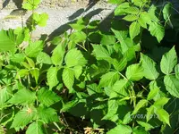 k-BILD0857.webp