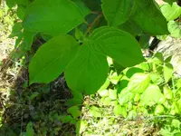 k-BILD0861.webp